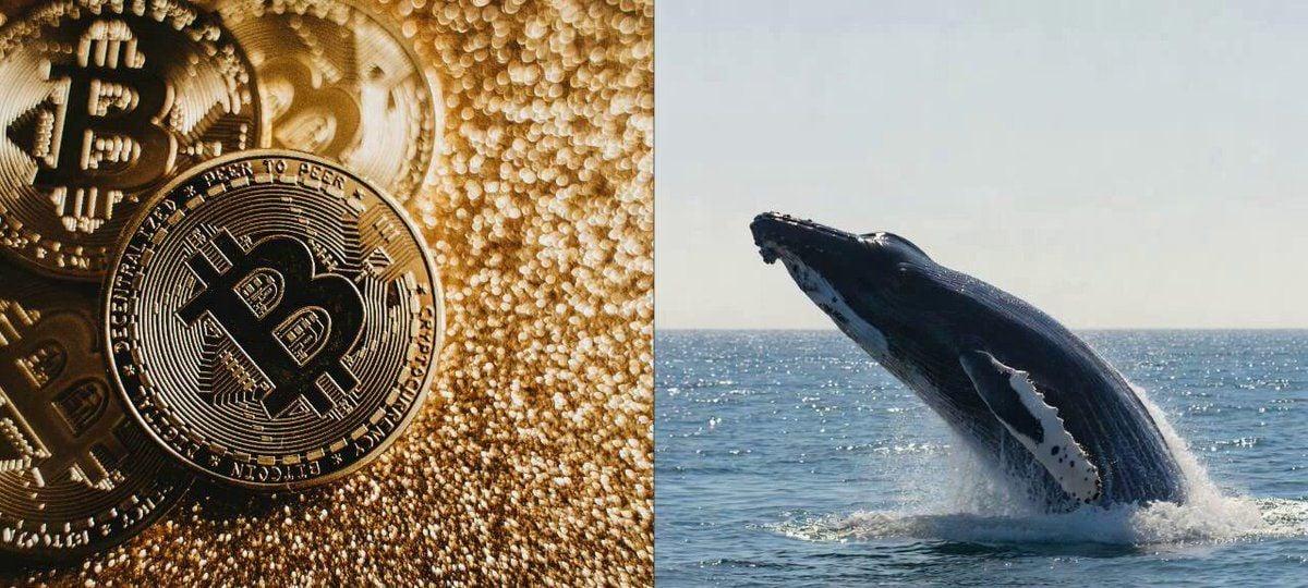 Bitcoin whales quietly bought $16.7 billion during the panic