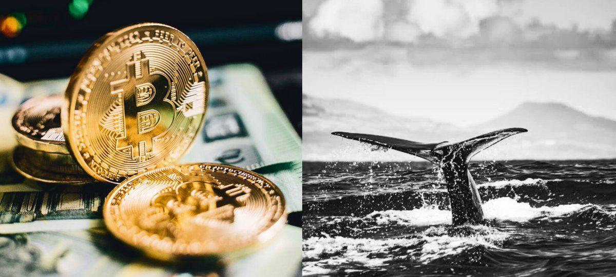 Bitcoin Whales Buy Billions In BTC As Smaller Holders Exit