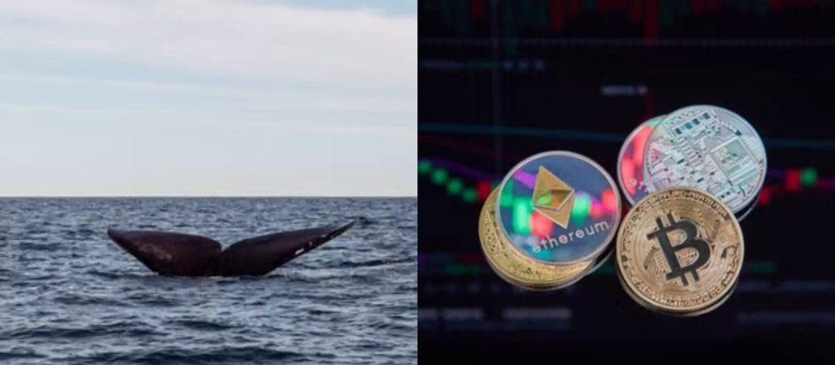 This Whale is stacking up BTC and ETH!