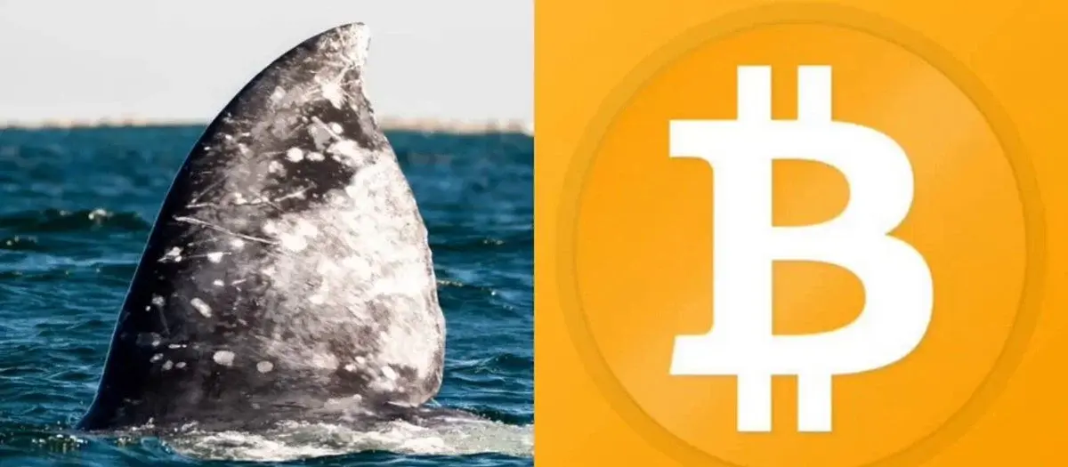 This whale is aggressively stacking Bitcoin