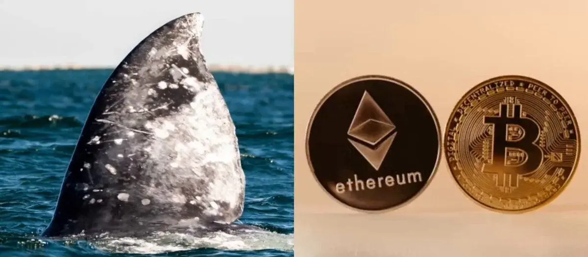 Whales Are Profiting From $BTC And $ETH Surge