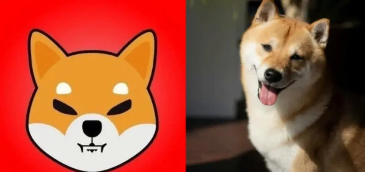 Shib team pledges to match rescue dog contest donation