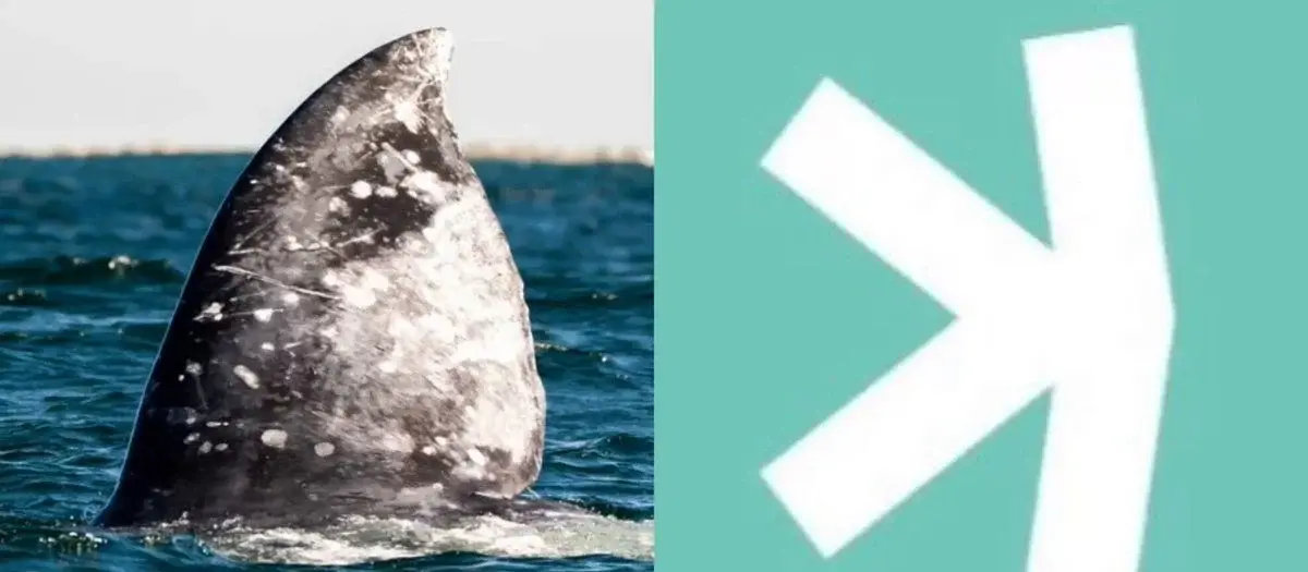 Whales Are Leaving Kaspa