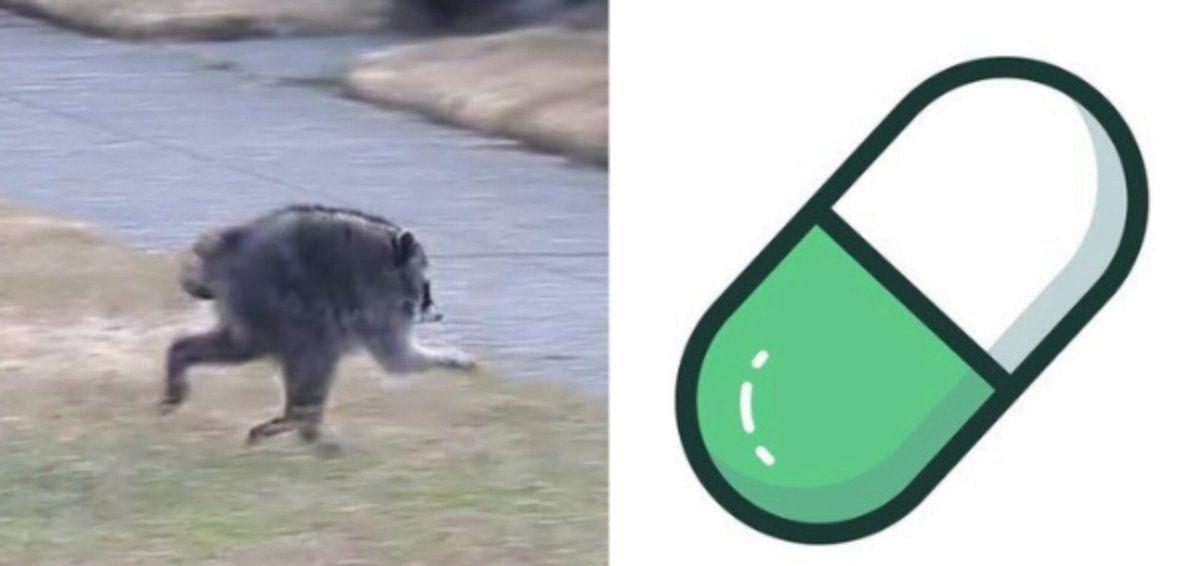 A viral raccoon just became a $12M memecoin
