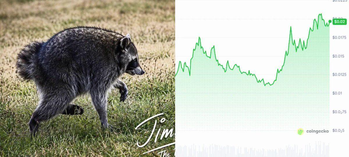 Jimothy Memecoin Soars 200% More As Viral Raccoon Fever Grows