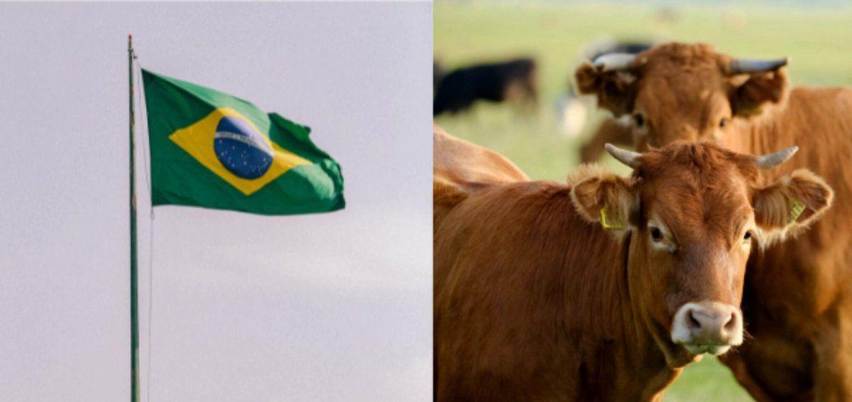 Tokenized cows just backed a farm loan on Brazil's stock exchange