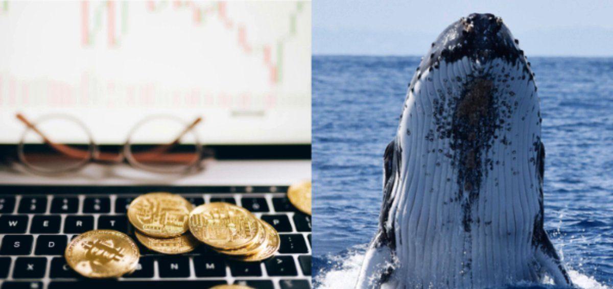 Whales bought the dip before Wall Street did, with August looming