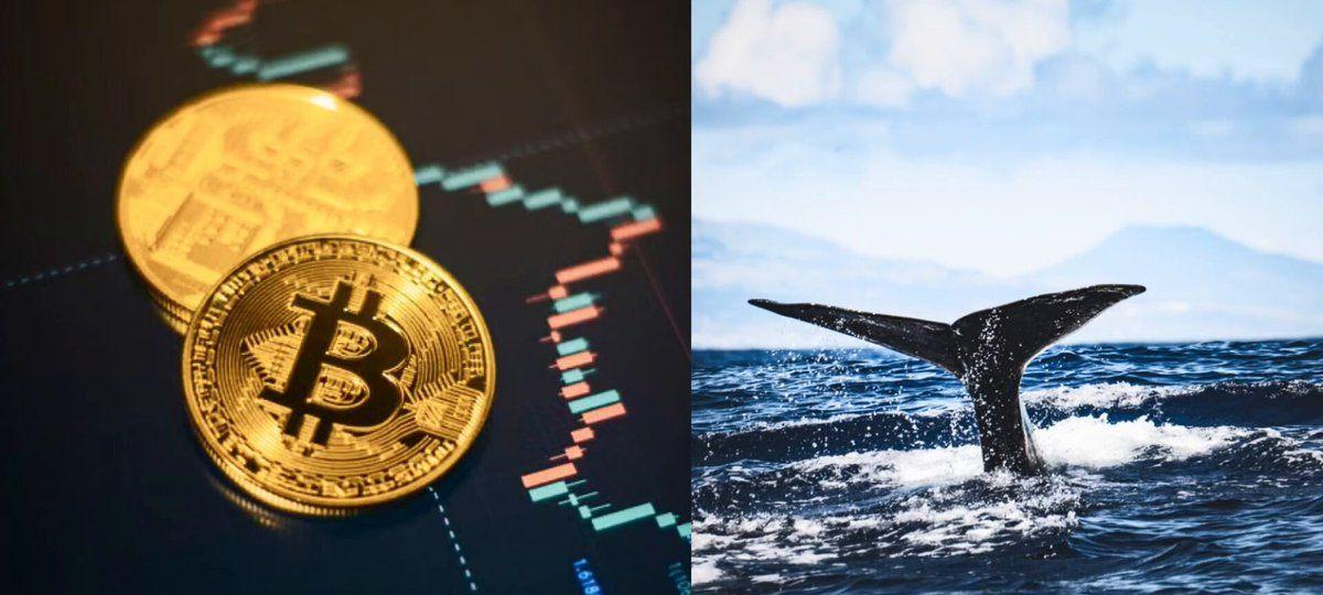 Bitcoin Whales Absorb Retail Panic Selling Amid Coldcard Fallout