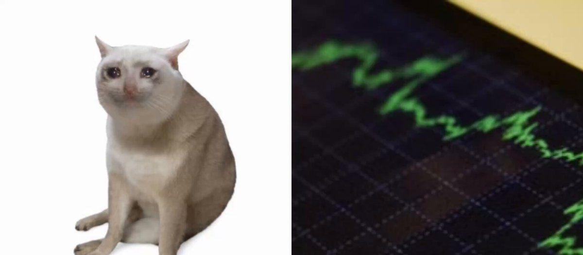 This whale is already profiting from CASHCAT's surge...