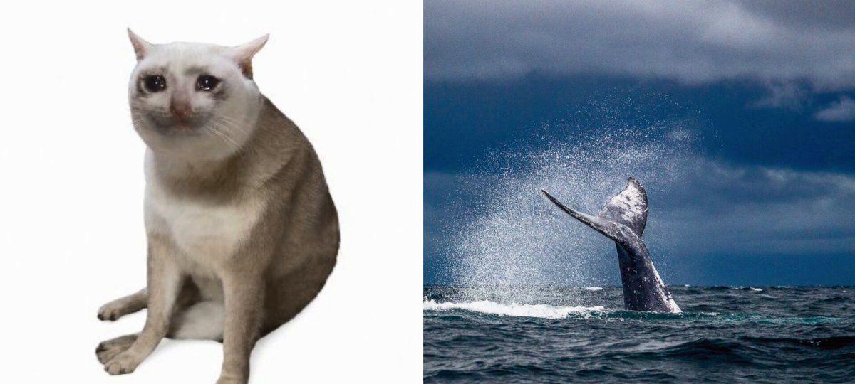 Cash Cat Memecoin Goes On a Tear as Whales Pile in