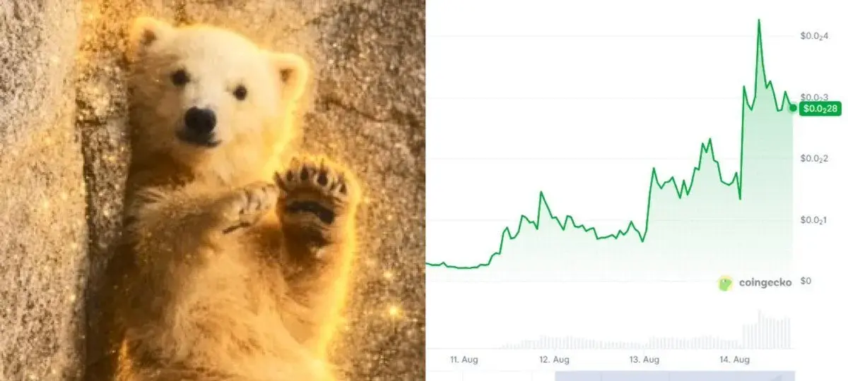 Solana's Momota Memecoin Rallies 1,400% As Japan's Polar Bear Goes Viral