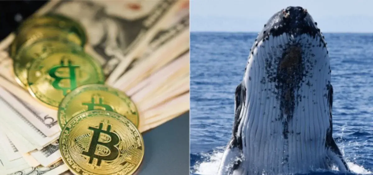 Bitcoin whales added about 43,000 BTC over the past 60 days